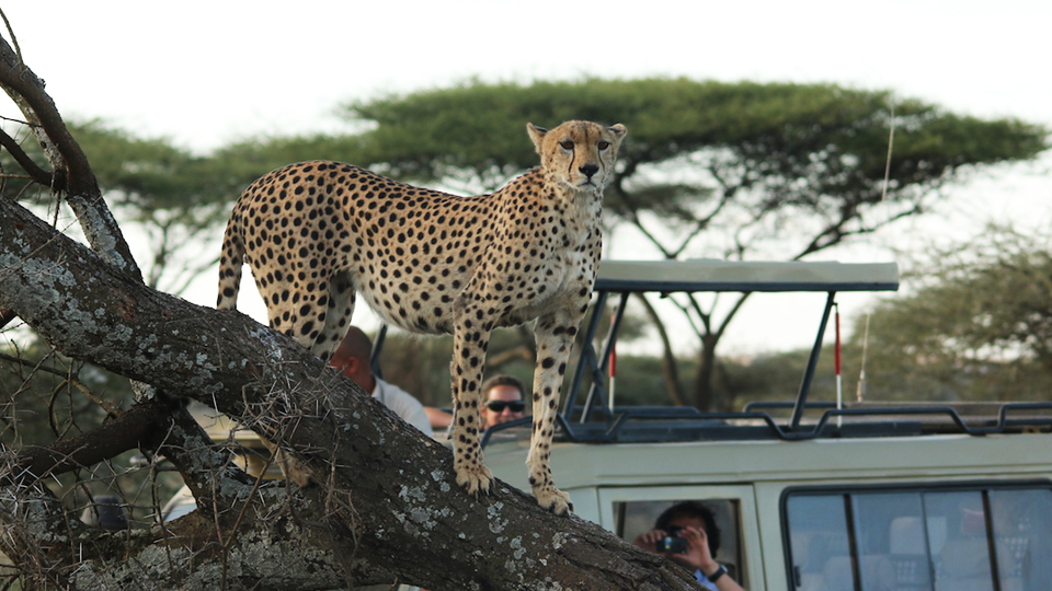 6-Days-serengeti-and-maasai-mara-safaris-05