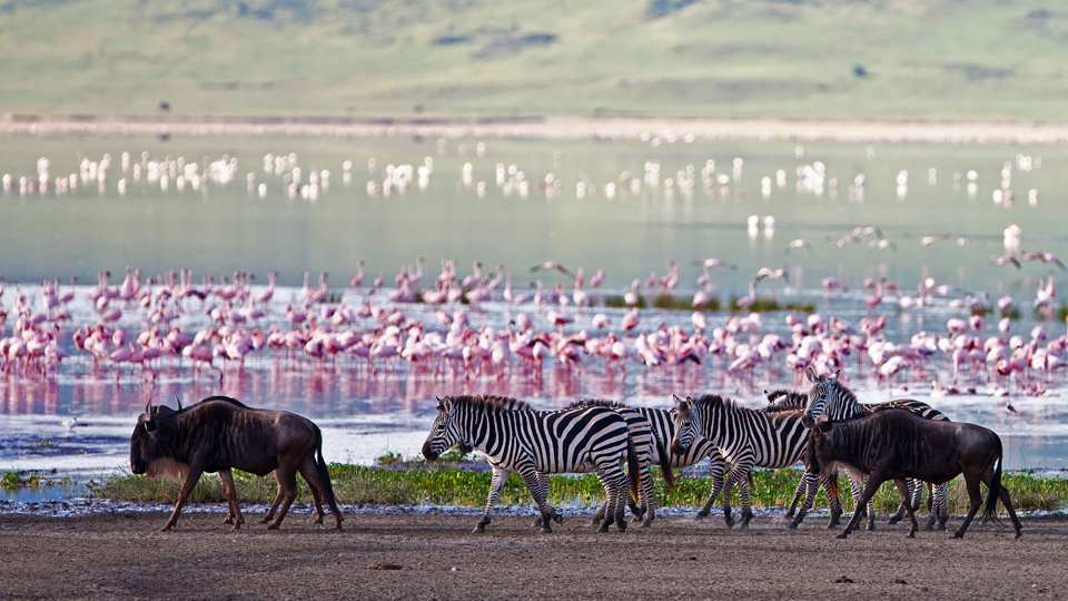 7-Days-ngorongor-crater,-serengeti-and-lake-manyara