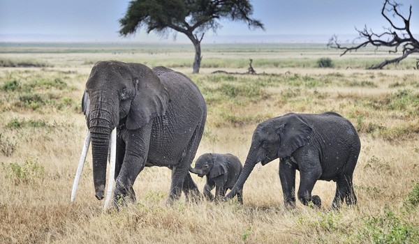 Amboseli-np