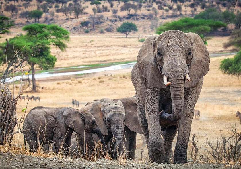 Tarangire-national-park