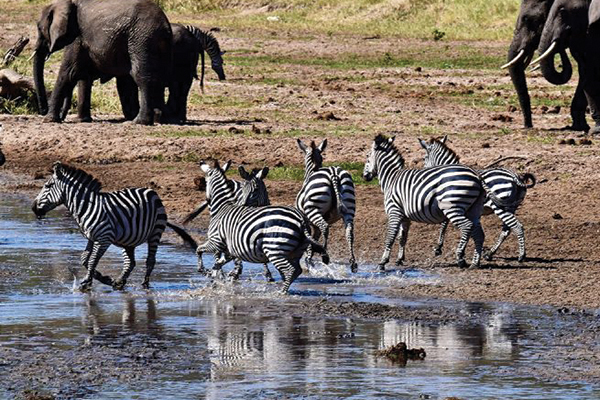 Zebraz-at-lake-manyara-national-park