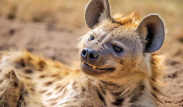 hyena-in-Samburu