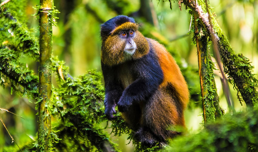 Rwanda-Primate-watching